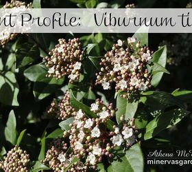 plant profile viburnum tinus, flowers, gardening