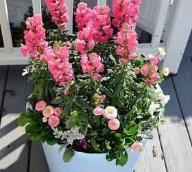 potting up spring, flowers, gardening, Pink snapdragons white pansies dusty miller and English daisies in a spray painted plastic pot