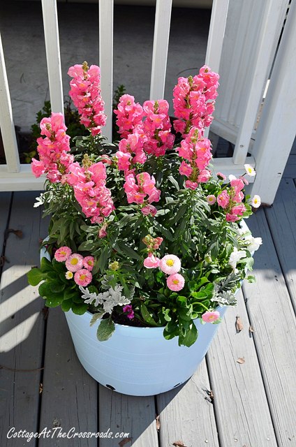 potting up spring, flowers, gardening, Pink snapdragons white pansies dusty miller and English daisies in a spray painted plastic pot