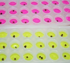 simple sweet and scentsational planting sweet peas, gardening, Make Sweet pea ice cubes