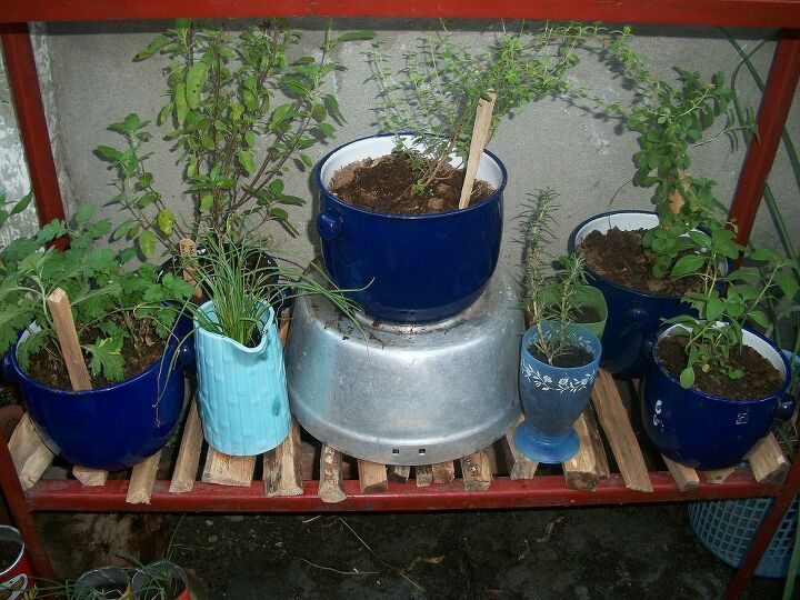 finally i pulled it through my humble herb garden, gardening, peppermint chives holly basil marjoram rosemary sweet basil java mint