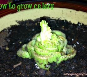 re growing celery from celery, gardening, How to grow celery from celery