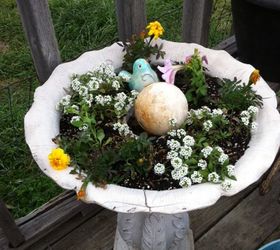 gardening, gardening, succulents, Allysum Yellow Marigolds Pink petunias in my old birdbath I can t wait until it is full