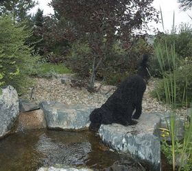 pond pets, outdoor living, pets animals, ponds water features, A well needed drink