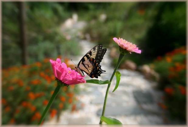 starting a butterfly garden, flowers, gardening, how to