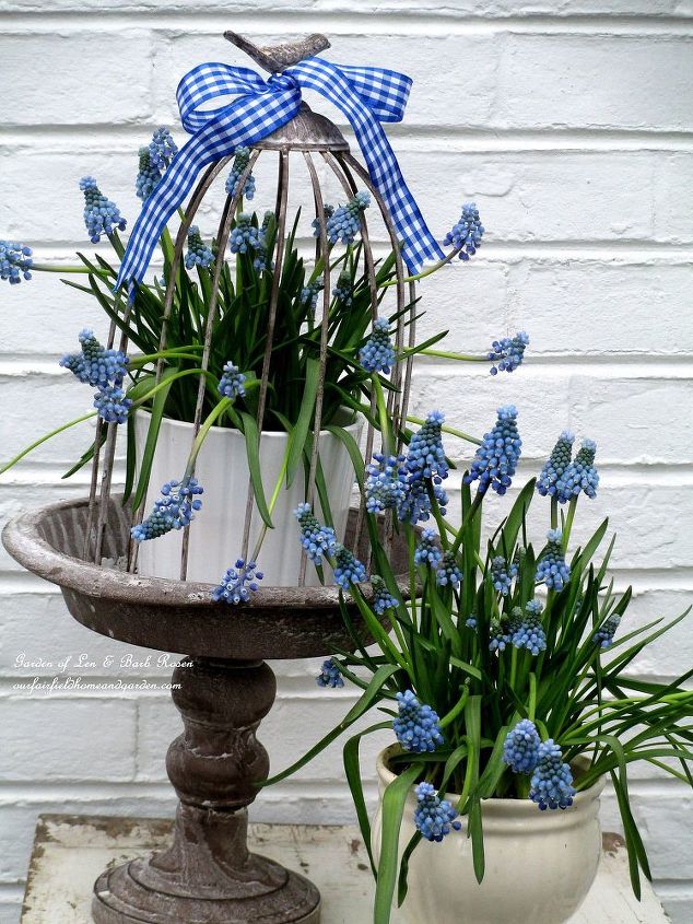 mid april spring in full swing, flowers, gardening, hydrangea, A little vignette of muscari