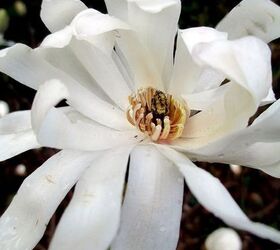 mid april spring in full swing, flowers, gardening, hydrangea, Star Magnolia Bloom