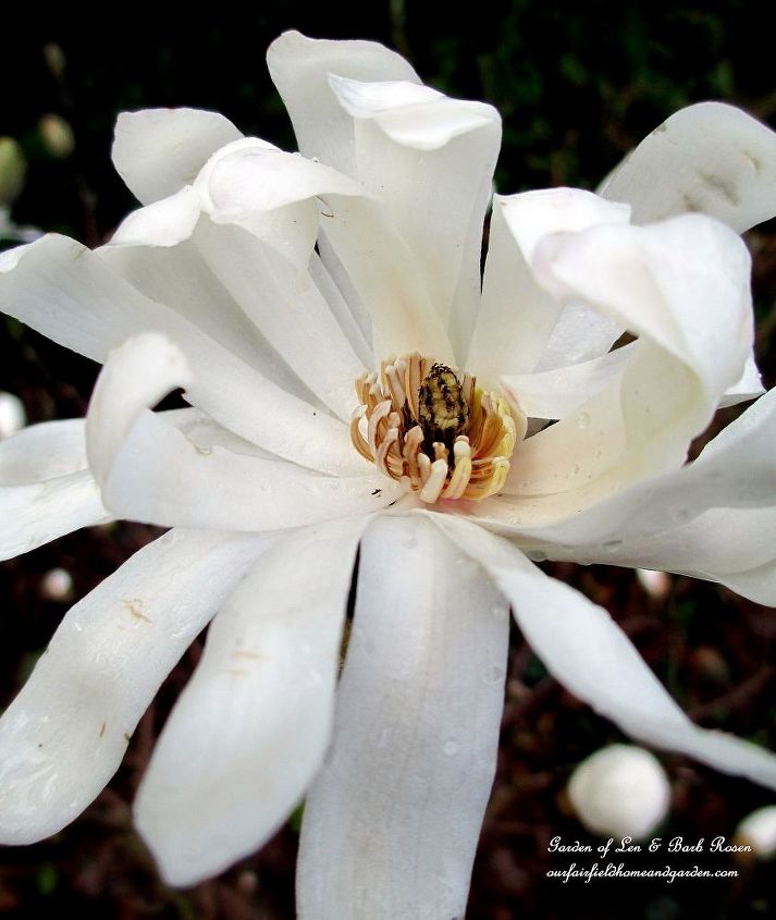 mid april spring in full swing, flowers, gardening, hydrangea, Star Magnolia Bloom