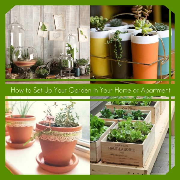 how to set up your garden in your home or apartment, container gardening, flowers, gardening, homesteading, terrarium, urban living
