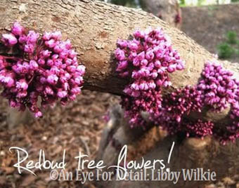american redbud tree a classic, flowers, gardening