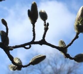anticipating some blooms in my spring garden, flowers, gardening, The star magnolia is shedding the furry coverings on it s flower buds