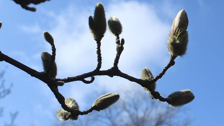 anticipating some blooms in my spring garden, flowers, gardening, The star magnolia is shedding the furry coverings on it s flower buds