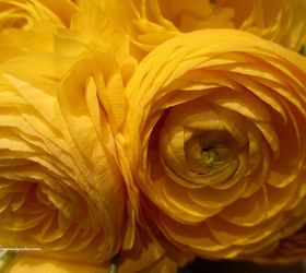 diy april showers gathering vase bouquet, flowers, gardening, home decor, Ranunculus