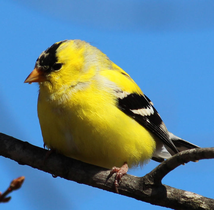 too many birds to count, pets animals, American Goldfinch