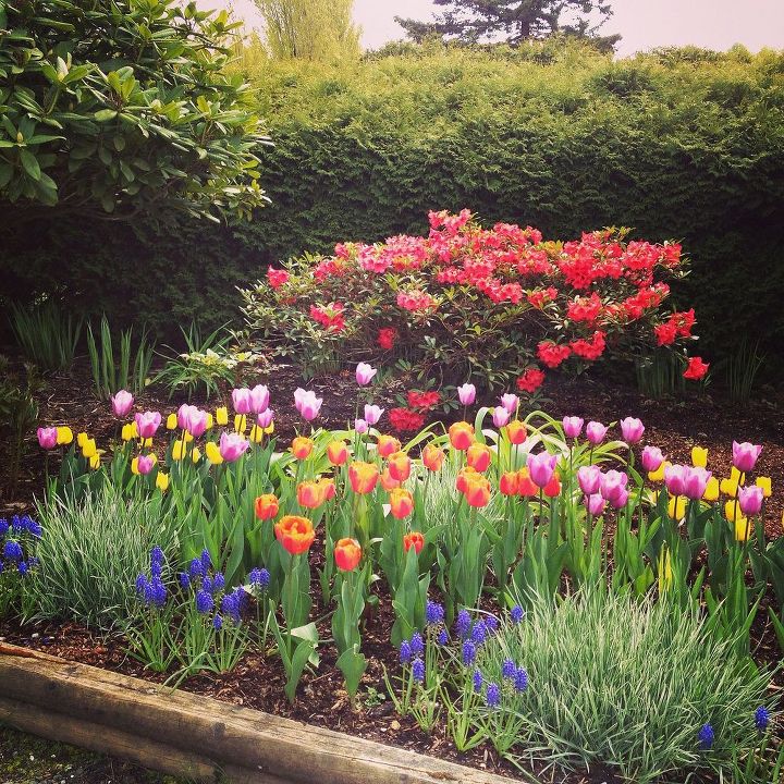 should the pink tulips stay or go, gardening, Should the pink tulips stay or go
