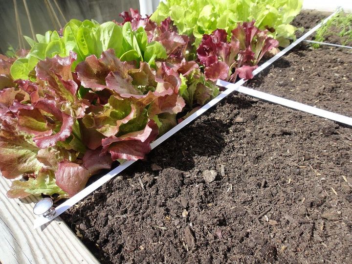 may garden makeover, gardening, raised garden beds, Using a grid plan makes it easy to replace small sections of the garden without disturbing thriving plants
