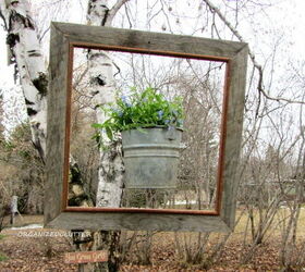 framed lobelia bucket, gardening