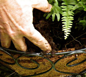 how to have hanging ferns that are the envy of the neighborhood, flowers, gardening, I prefer to use coir lined wire baskets
