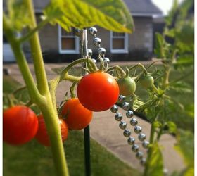 10 great friends veggie garden companion plants, flowers, gardening, Don t leave your tomatoes hanging around defenseless Plant a few of these great companions to help your veggies fend off insects