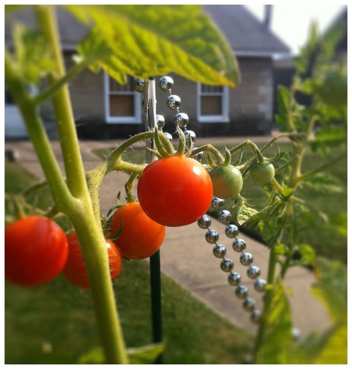 10 grandes amigos plantas companheiras do jardim, N o deixe seus tomates indefesos Plante alguns desses grandes companheiros para ajudar seus vegetais a se defenderem de insetos