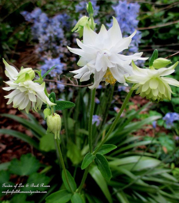 may garden birdhouses amp flowers, flowers, gardening, Double White Columbine