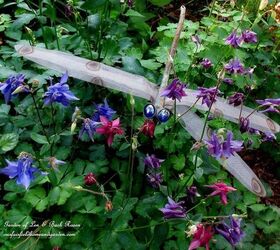 may garden birdhouses amp flowers, flowers, gardening, Dragonfly in the columbine