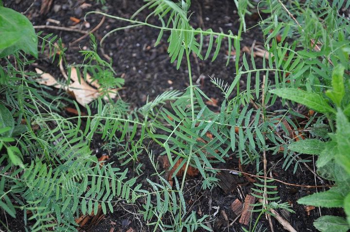 vetch, Vetch spreading randomly throughout some of my gardens especially the flowering raised beds
