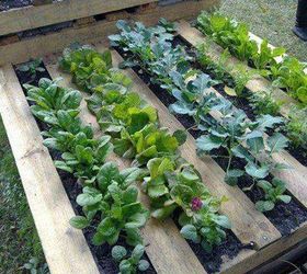 q pallet as a garden bed, container gardening, gardening, pallet, repurposing upcycling