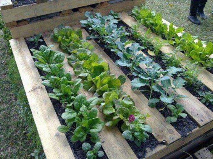 q pallet as a garden bed, container gardening, gardening, pallet, repurposing upcycling