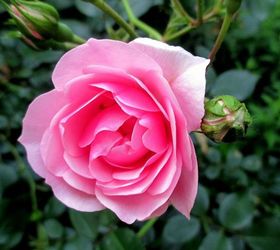 garden walk june 1st, flowers, gardening, outdoor living, Tiny Fairy Rose