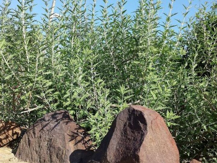 bouquets, flowers, gardening, Russian Sage