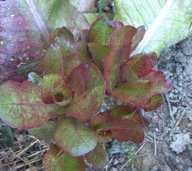 9 vegetables for your windowsill, container gardening, gardening, windows, Red Romaine regrows after harvesting This romaine head was harvested a week ago Smaller heads have sprouted out from around the base