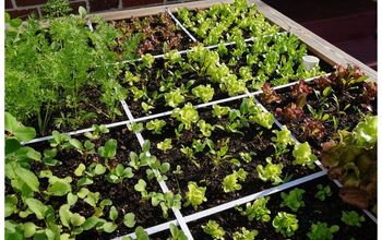 Salad Dressing: 6 Dirt Cheap Ways to Turn Your Garden into Edible Art