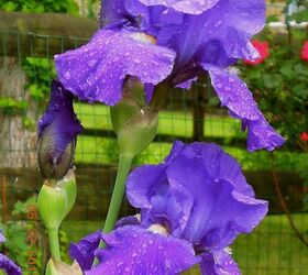 our yard amp outdoor projects, flowers, gardening, outdoor living, bearded Iris