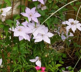 our yard amp outdoor projects, flowers, gardening, outdoor living, Clematis
