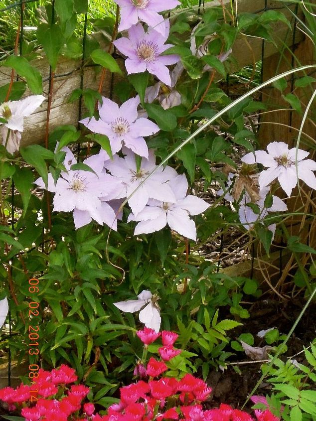 our yard amp outdoor projects, flowers, gardening, outdoor living, Clematis
