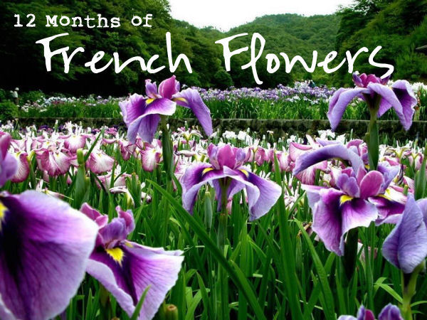 12 months of french flowers, flowers, gardening