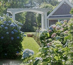 in love with hydrangeas, flowers, gardening, hydrangea, It s a bit too sunny for pictures but
