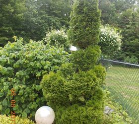 what is the best technique to trim an arborvitae, gardening, landscape