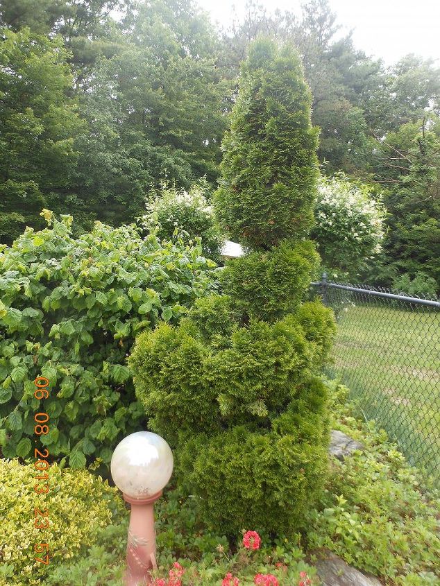 what is the best technique to trim an arborvitae, gardening, landscape