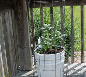 growing tomatoes in five gallon buckets, gardening, You can usually find someone to give you a five gallon bucket or you can buy one for about 2 50 Lowe s Drill 4 5 holes on the bottom for drainage Add some compost soil that drains well followed by your tomato plant