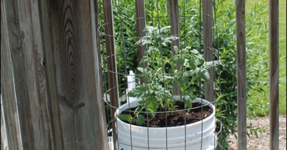 Growing Tomatoes in Five Gallon Buckets | Hometalk 5 Gallon Bucket With Garden Hose Adapter Already Mounted