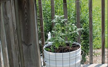 El cultivo de tomates en cubos de cinco galones