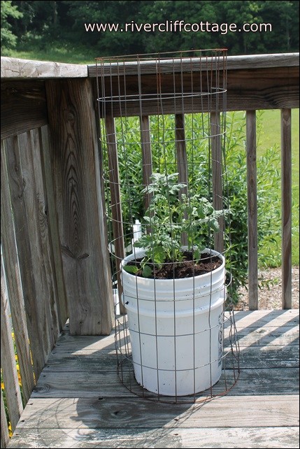 Growing Tomatoes In Five Gallon Buckets Hometalk
