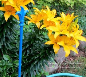 diy project hose guards from curtain rods, flowers, gardening, repurposing upcycling, Yellow Asiatic Lilies and new hose guard