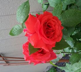 roses growing beautiful with coffee grounds, gardening, homesteading