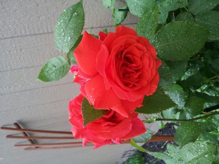 roses growing beautiful with coffee grounds, gardening, homesteading