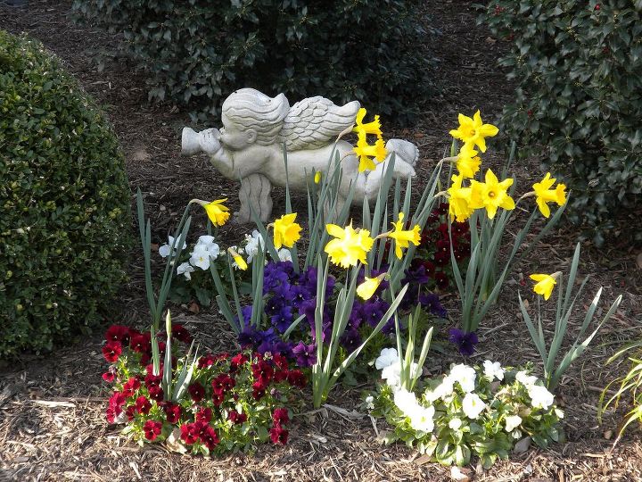 some of the characters in my landscape, gardening, outdoor living, Trumpeting cherub announcing visitors and in this case Spring