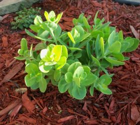 what is the name of this succulent plant, flowers, gardening, succulents, succulent don t know the name
