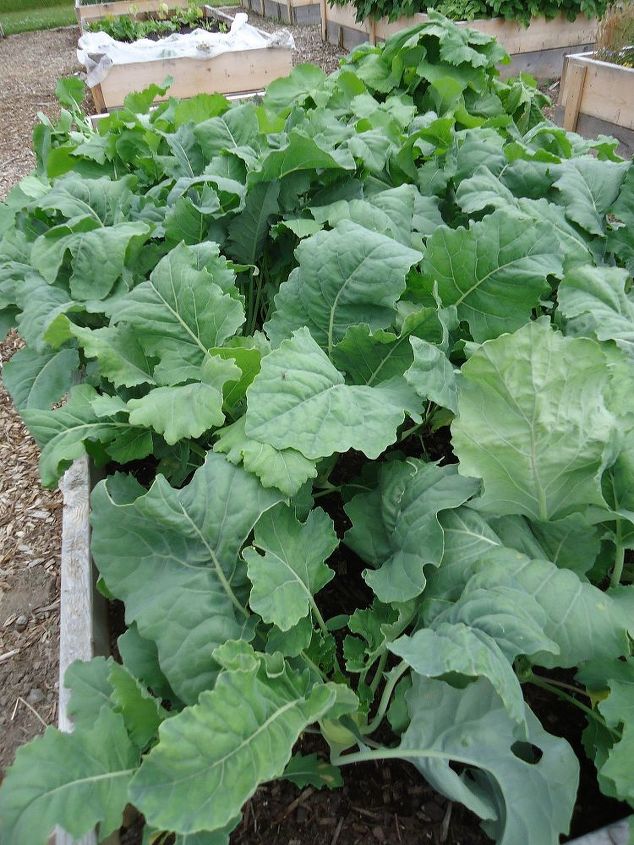 keeping your brassicas pest free, gardening, pest control, This is how my garden looks underneath the floating row cover So healthy